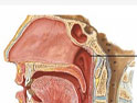 鼻咽纤维血管瘤